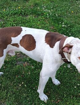 Boxermix - Westoverledingen