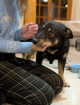 kleiner, süßer Clyde bei München! - Schäftlarn