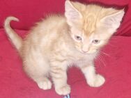 Main Coon Mix Kätzchen suchen einen neuen Dosenöffner - Leutkirch (Allgäu)