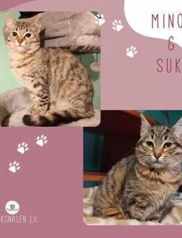 Katzen Minou und Suki möchten - Lalendorf