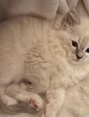 Ragdoll Kitten suchen ab sofort ein tolles zu Hause in 52399