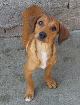 ♥Luci♥ entzückender,kleiner Charming-Boy - Hamburg