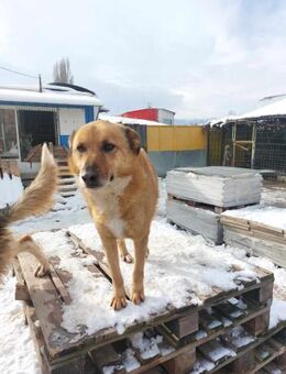 ❤TIKA - WER GIBT IHR EINE CHANCE?❤ - Alfeld (Leine)