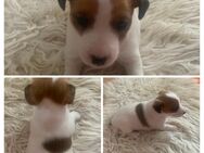 Jack Russell Terrier Welpen Rüde - Grabau (Landkreis Stormarn)