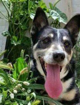 Negan - einfach abgegeben, sucht Zuhause - Freudenstadt