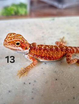 Pogona Vitticeps Bartagme Baby - Ichenhausen