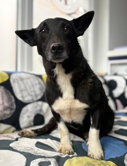 Toto - wunderschöner Begleiter für Immer - Gerlingen