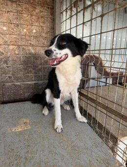 Finch- hätte gerne eine Familie - Nürnberg