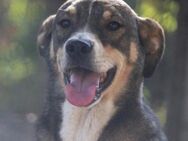 Kenai ist so sanft und lieb zum Menschen - Karben