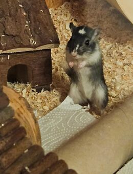 Mongolische Rennmaus abzugeben - Lüneburg