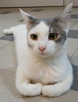 🆘Valentina, Nia & Felicia 🆘 - Eislingen (Fils)