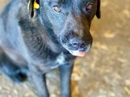 Suerte, freundlich, aktiv, zur Adoption - Bochum