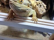Bartagame mit komplett Terrarium 150 ,50,50 - Gelsenkirchen Rotthausen