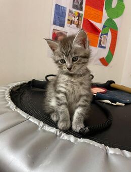 Süße Maine Coon Babies suchen liebevolles Zuhause - Tübingen