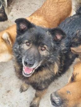 Lieber TEYSON sucht seine Familie - Neuberg