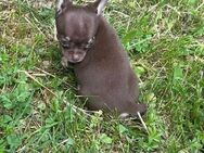 Süße Chihuahua Welpen suchen ihr Traum zuhause - Seßlach