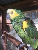 Blaustirnamazone in 25767