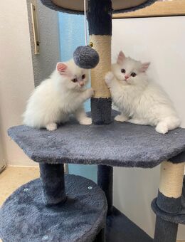 Flauschige BKH-Perser-Kitten – 11 Wochen alt, schneeweiß & verschmust - Greven (Nordrhein-Westfalen)