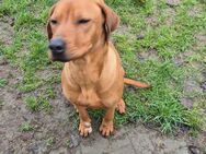 Rhodesian Ridgeback, Hündin - Mestlin