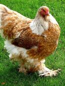 Eier Brahma in 93426