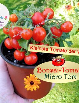 ♥ BONSAI Zimmer Tomate Micro Tom rot Samen Alte Sorte,Tulpenstolz,Zwergtomate,samenfest,Minitomate für Balkon und Töpfe Garten - Hamburg