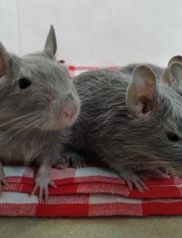 3 kleine Degu Kids,alles Mädels in Lilac suchen demnächst Dich! - Hille
