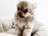 Chihuahua Welpen - Ingolstadt