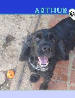 🩵 ARTHUR - VERDIENT EIN SICHERES LEBEN! - Alfeld (Leine)