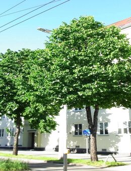 Eutritzsch - komplett sanierte & moderne DG-Wohnung mit 2 Terrassen in verkehrsgünstiger Lage - Leipzig