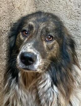 VESNA - kuschelige Freeclimberin - Dänischenhagen