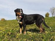 Großer schweizer Sennenhund, Rüde abzugeben! - Frauenstein Zentrum