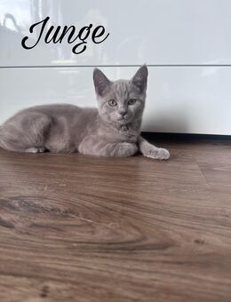 Britisch Kurzhaar Kitten suchen ein liebevolles Zuhause 🐾 - Bad Schwartau