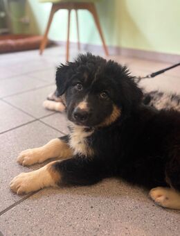 Australien Huskys - Essen