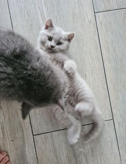 BKH KITTEN - Bremen