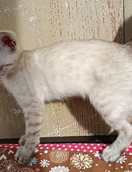 Bengal Kitten - Lörrach