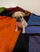 Retromops Welpen zu verkaufen. in 29633