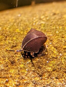 Blue Berry Snail (Notopala sp.) - Wetzlar