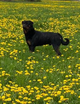 Rottweiler Deckrüde - Crailsheim