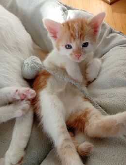 Kitten / Katzen/ Babykatzen - Oberhausen