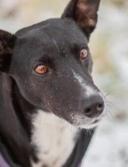 KIRA - lebensfrohe Hündin - Kallmünz