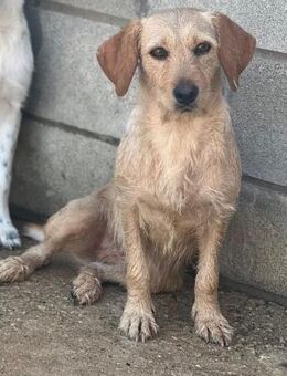 zartes, kleines Hundemädchen -Candra- - Tübingen