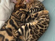 Bengal Kitten aus Traumhafter Verpaarung - Bad Schmiedeberg