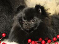 Pomeranian / Deutscher Zwergspitz, Hündin mit Ahnentafel - Bad Iburg