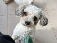 verschmuste Dottie sucht ihr Zuhause - Kallmünz