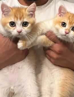2 BKH Kitten + Stammbaum & Zubehör - Dortmund