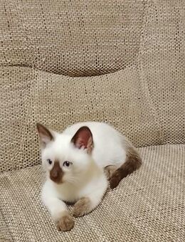 Traumhaftes Siam Kitten Weibchen 😻 - Köln