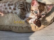 Bengalkitten reinrassig mit Stammbaum - Rielasingen-Worblingen