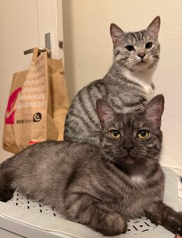 Zwei junge Katzen suchen gemeinsam ein liebevolles Zuhause - Lübeck