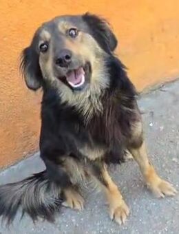 BOLLE - liebenswert & freundlich - Velbert