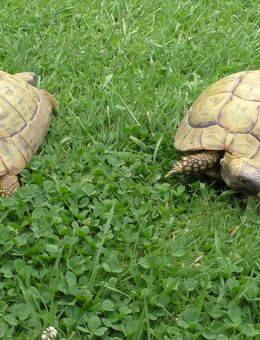 2 weibliche Griechische Landschildkröten, THB - Löhne